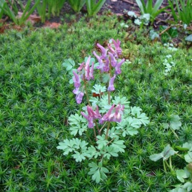 Corydalis solida subsp. solida Corydalis solida subsp. solida
