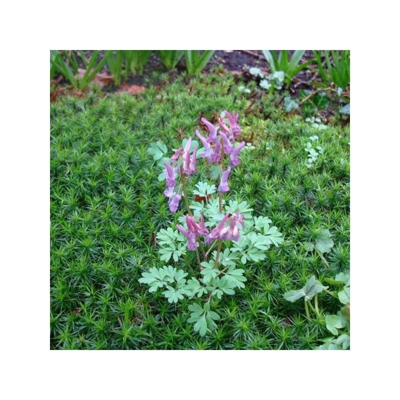Corydalis solida subsp. solida Corydalis solida subsp. solida