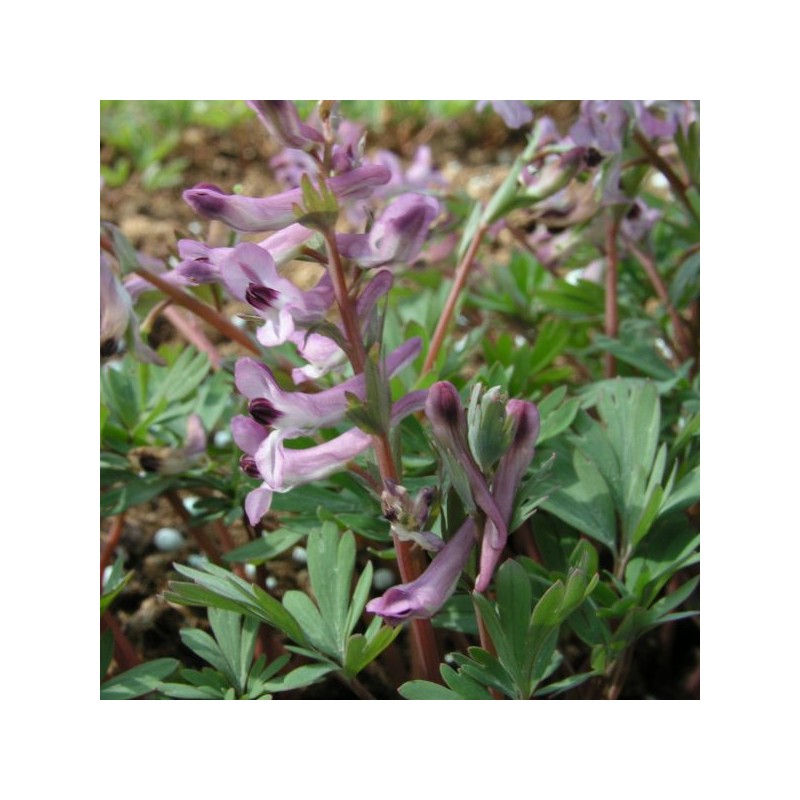 Corydalis paczoskii Corydalis paczoskii