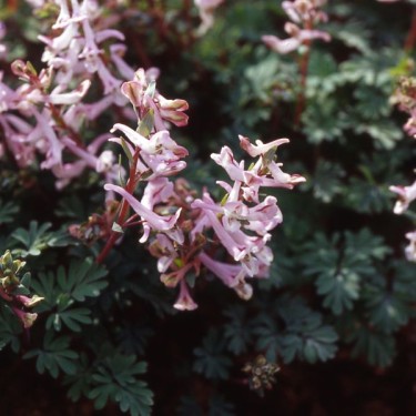 Corydalis glaucescens 