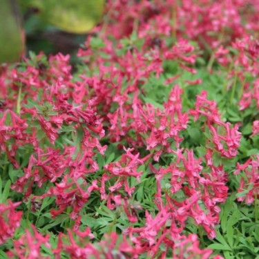 Corydalis solida subsp. solida 'G.P. Baker'