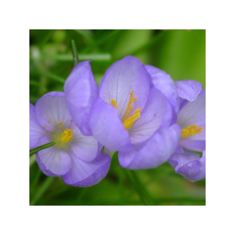 Crocus goulimyi