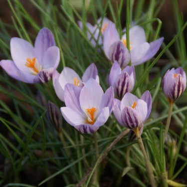 Crocus laevigatus 'Fontenayi' Crocus laevigatus 'Fontenayi'