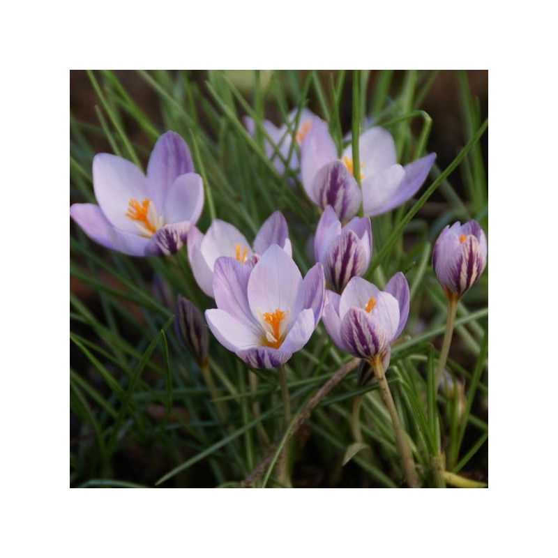 Crocus laevigatus 'Fontenayi' Crocus laevigatus 'Fontenayi'