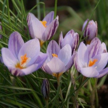 Crocus laevigatus 'Fontenayi' Crocus laevigatus 'Fontenayi'