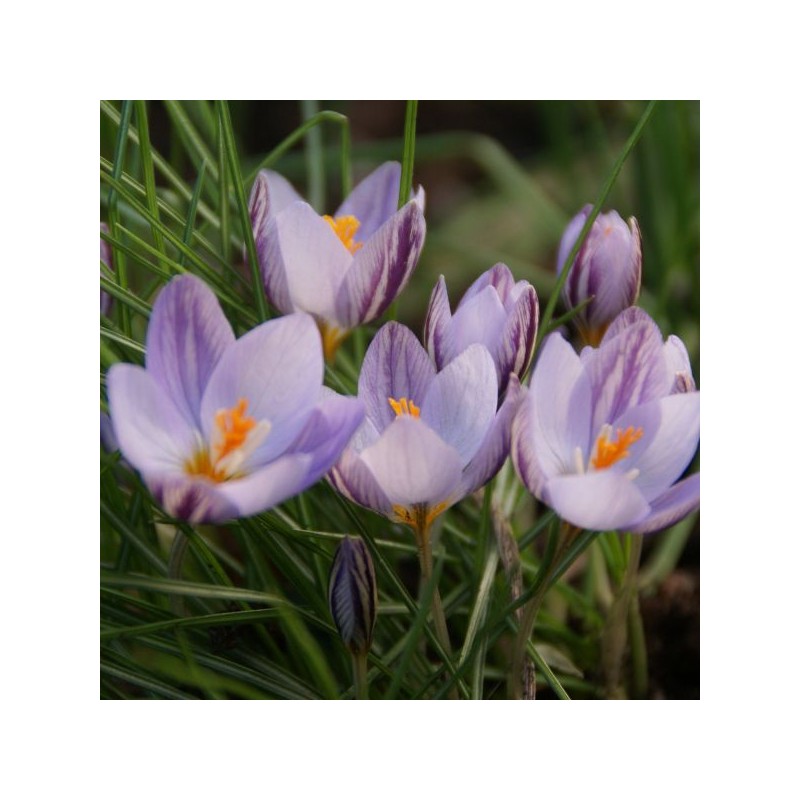 Crocus laevigatus 'Fontenayi' Crocus laevigatus 'Fontenayi'