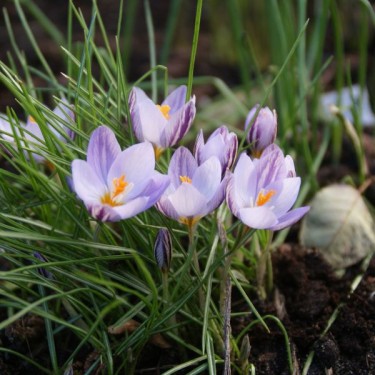 Crocus laevigatus 'Fontenayi' Crocus laevigatus 'Fontenayi'