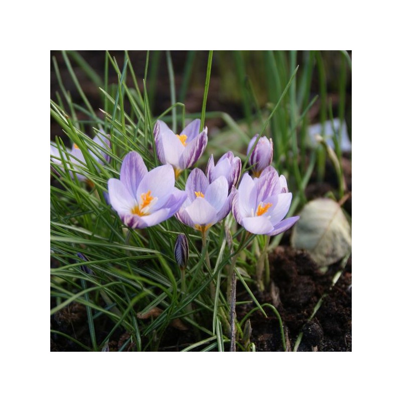 Crocus laevigatus 'Fontenayi' Crocus laevigatus 'Fontenayi'