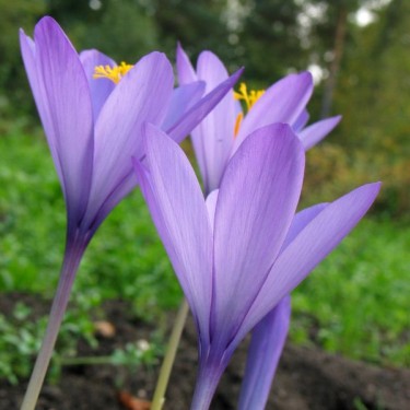 Crocus nudiflorus