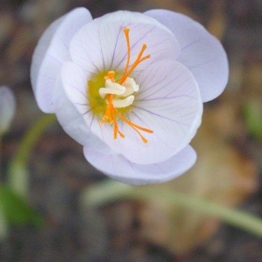 Crocus pulchellus 'Zephyr'