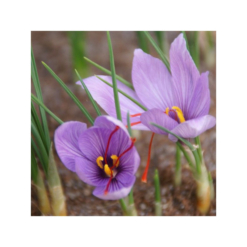 Crocus sativus