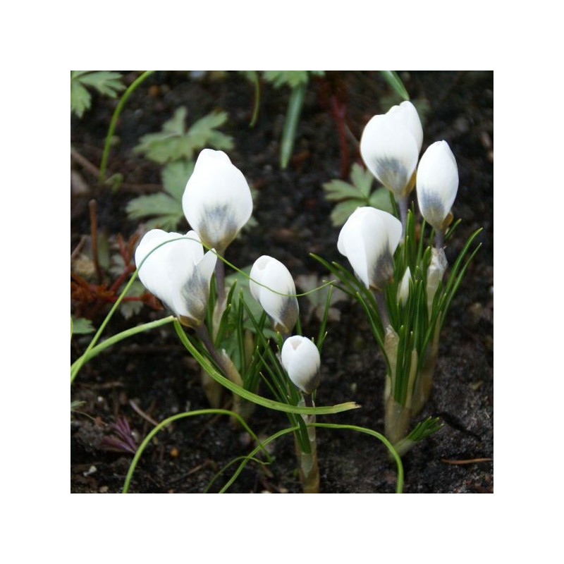 Crocus 'Ard Schenk'
