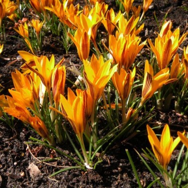 Crocus angustifolius