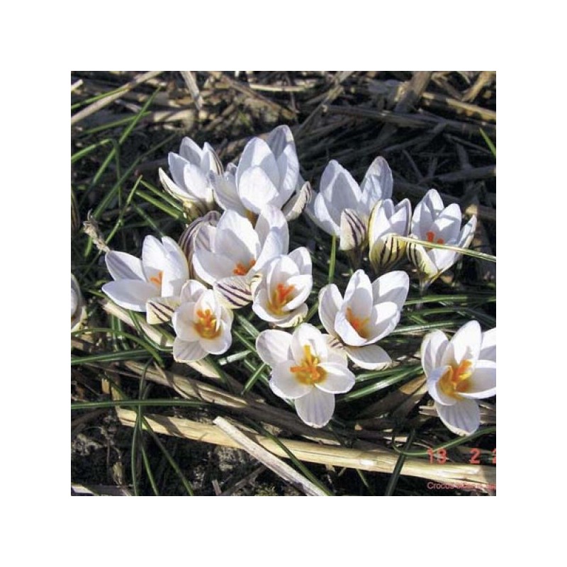 Crocus biflorus subsp. biflorus Crocus biflorus subsp. biflorus