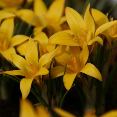 Crocus korolkowii