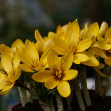 Crocus korolkowii Crocus korolkowii