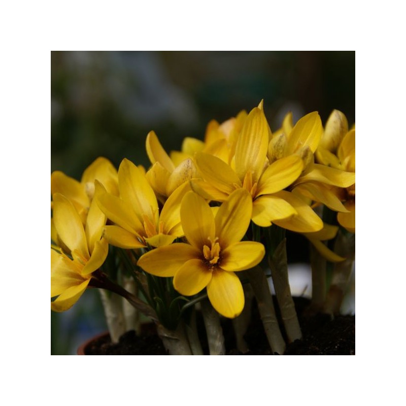 Crocus korolkowii Crocus korolkowii