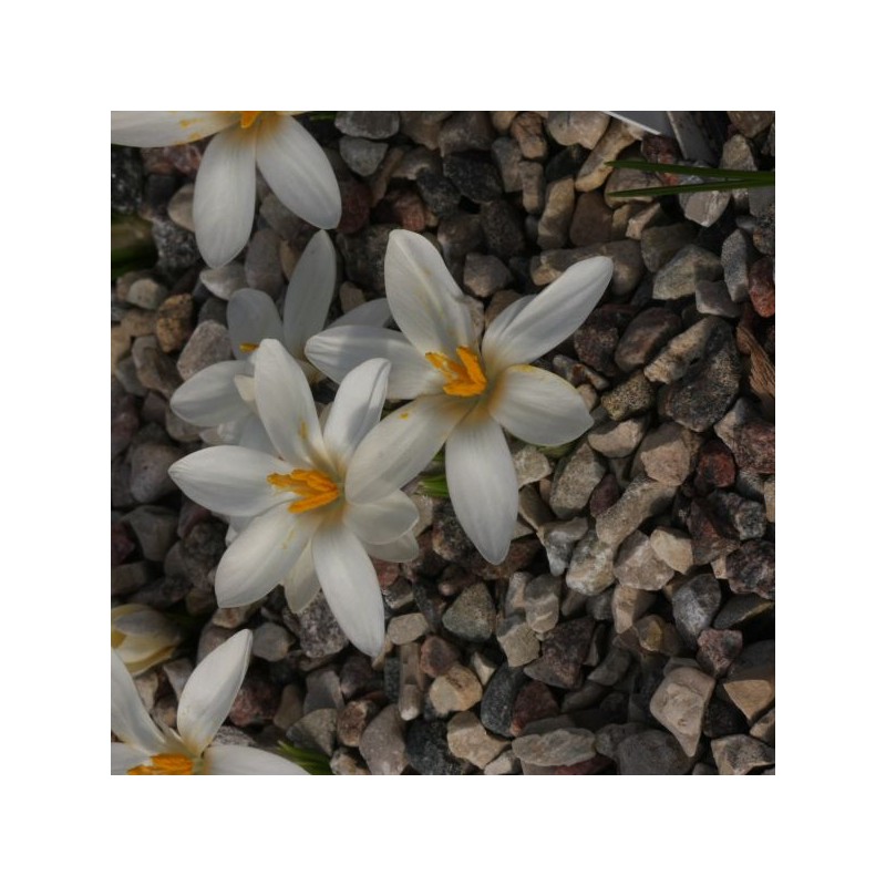 Crocus korolkowii 'Albus'