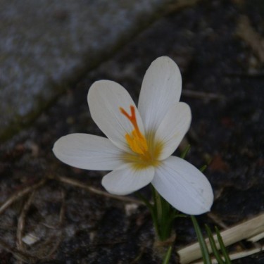 Crocus malyi