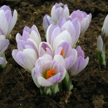 Crocus versicolor 