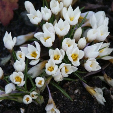 Crocus olivierii 'Lune'