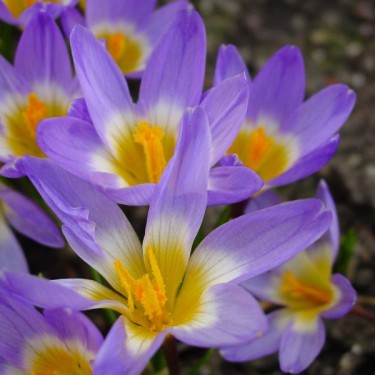 Crocus sieberi subsp. sublimis 'Tricolor' Crocus sieberi subsp. sublimis 'Tricolor'