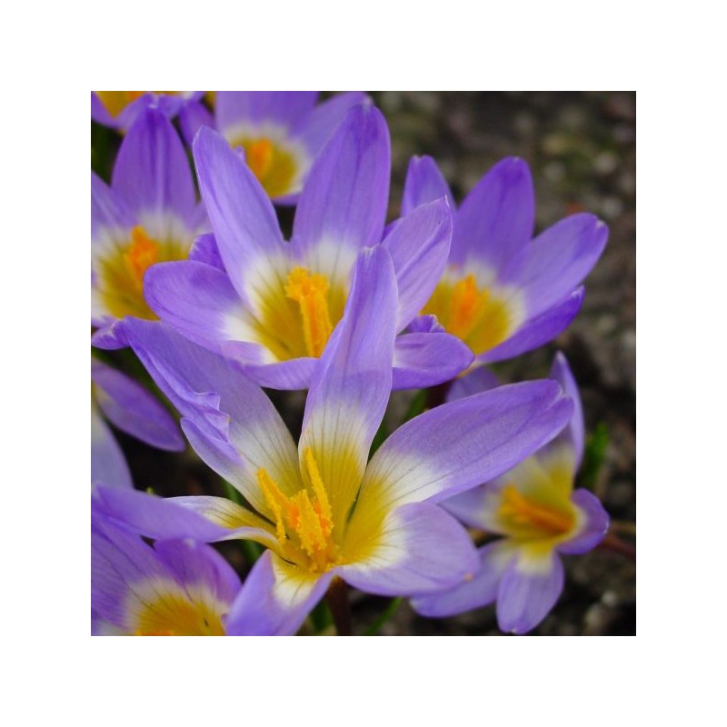 Crocus sieberi subsp. sublimis 'Tricolor' Crocus sieberi subsp. sublimis 'Tricolor'