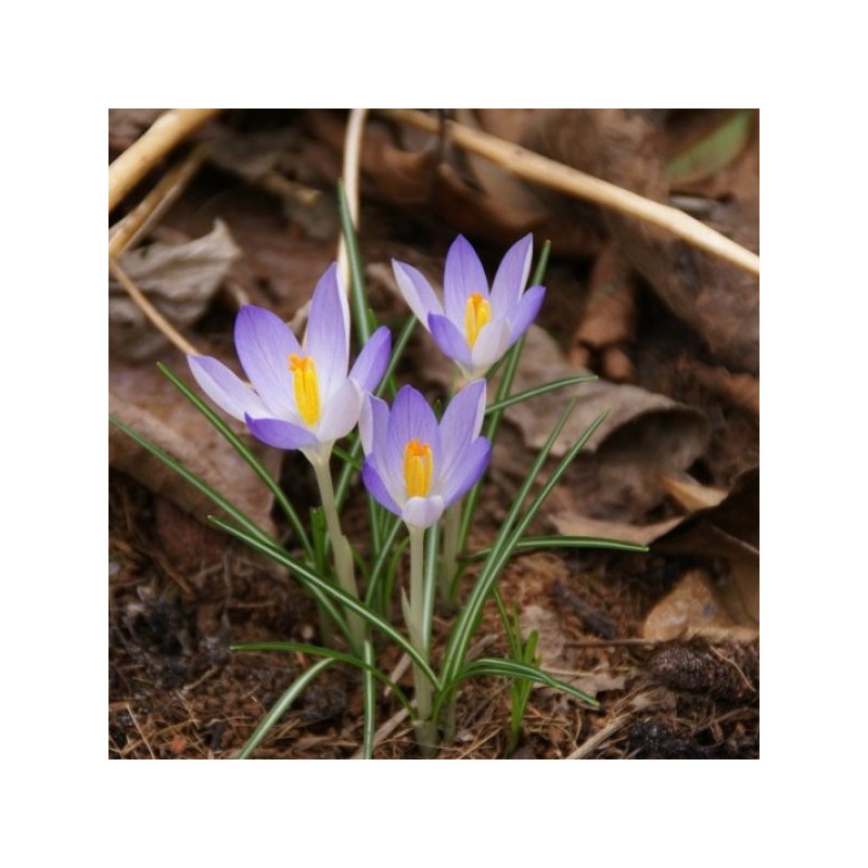 Crocus tommasinianus