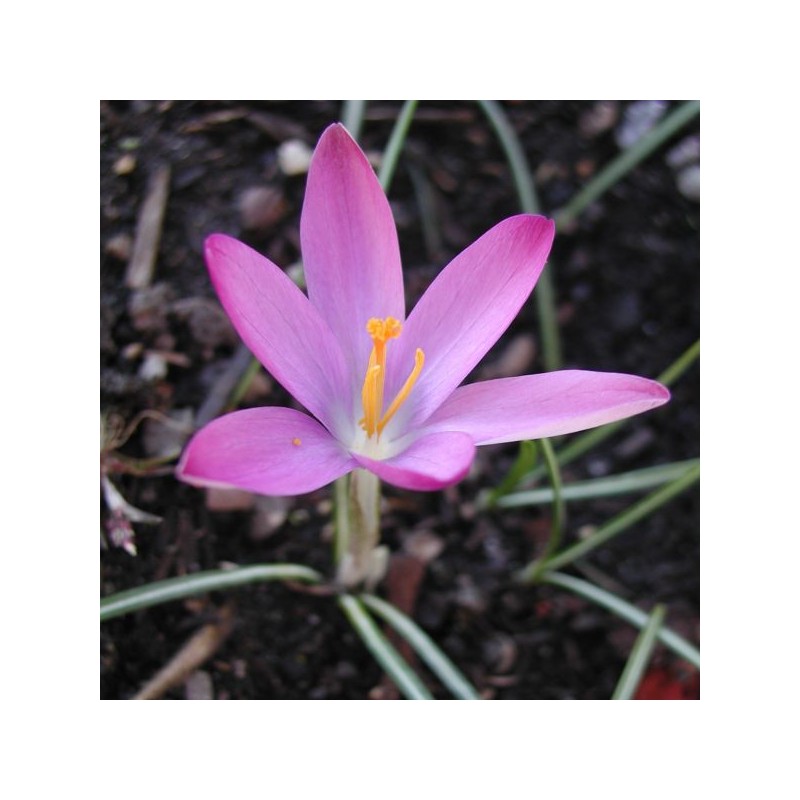 Crocus tommasinianus 'Roseus' Crocus tommasinianus 'Roseus'