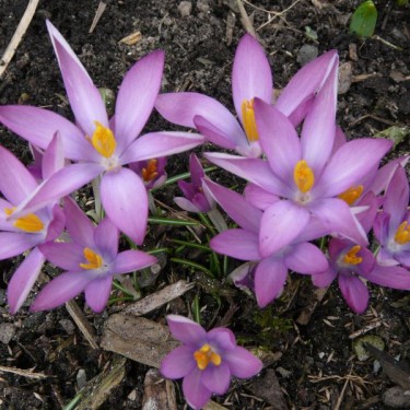 Crocus tommasinianus 'Roseus' Crocus tommasinianus 'Roseus'