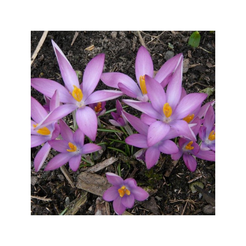 Crocus tommasinianus 'Roseus' Crocus tommasinianus 'Roseus'