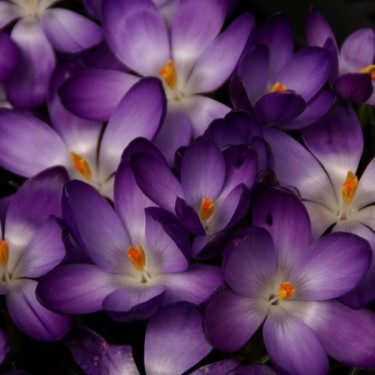 Crocus tommasinianus 'Ruby Giant' Crocus tommasinianus 'Ruby Giant'
