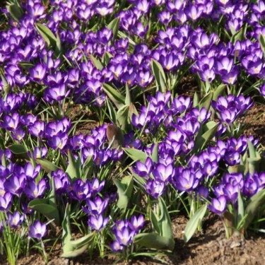Crocus tommasinianus 'Ruby Giant' Crocus tommasinianus 'Ruby Giant'