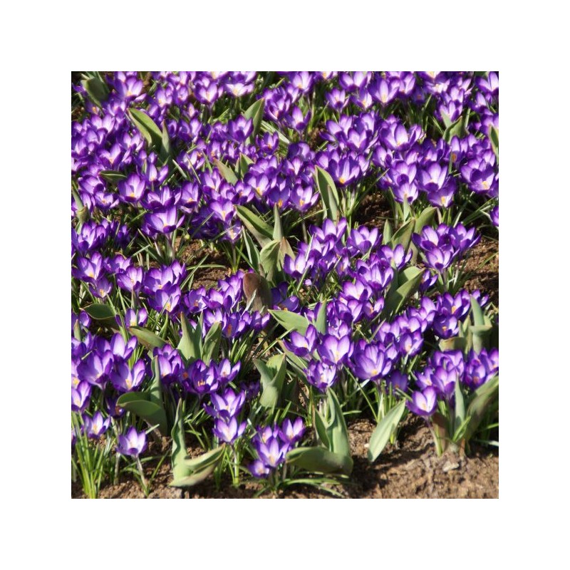 Crocus tommasinianus 'Ruby Giant' Crocus tommasinianus 'Ruby Giant'