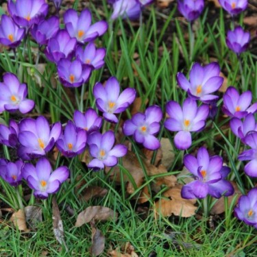 Crocus tommasinianus 'Ruby Giant' Crocus tommasinianus 'Ruby Giant'