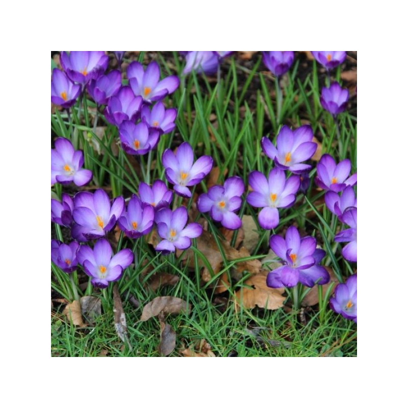 Crocus tommasinianus 'Ruby Giant' Crocus tommasinianus 'Ruby Giant'