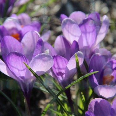 Crocus vernus subsp. vernus
