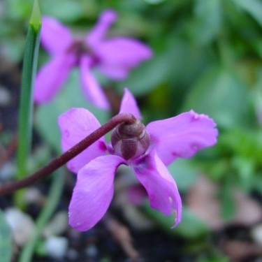 Cyclamen alpinum Cyclamen alpinum