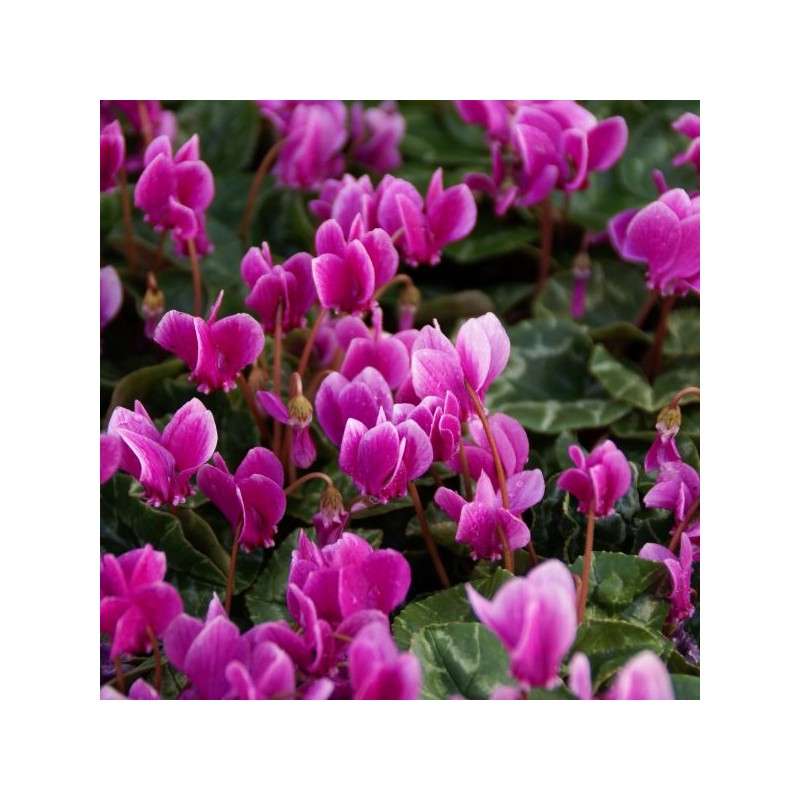 Cyclamen hederifolium -paarse selectie- Cyclamen hederifolium -paarse selectie-