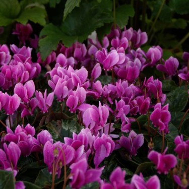 Cyclamen hederifolium -paarse selectie- Cyclamen hederifolium -paarse selectie-