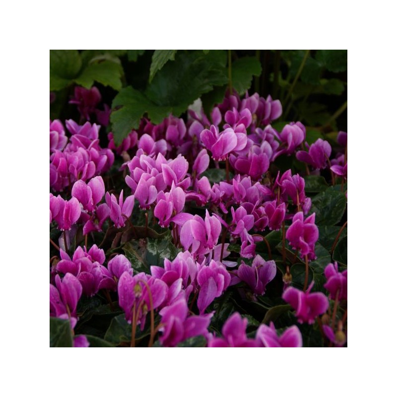 Cyclamen hederifolium -paarse selectie- Cyclamen hederifolium -paarse selectie-