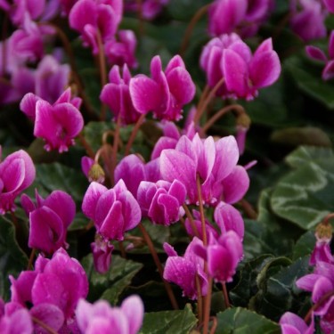 Cyclamen hederifolium -paarse selectie- Cyclamen hederifolium -paarse selectie-