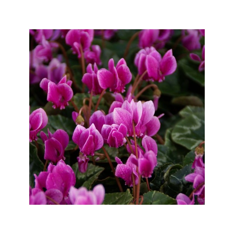 Cyclamen hederifolium -paarse selectie- Cyclamen hederifolium -paarse selectie-