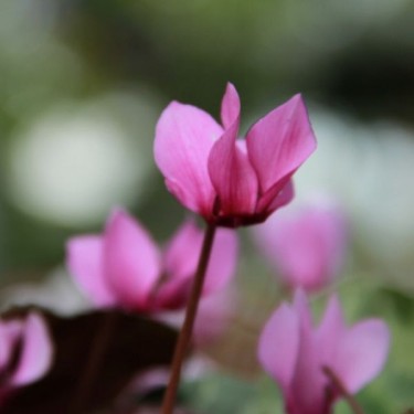 Cyclamen purpurascens Cyclamen purpurascens
