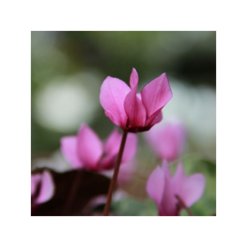 Cyclamen purpurascens Cyclamen purpurascens