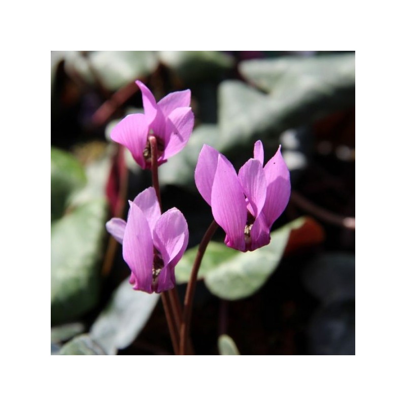 Cyclamen purpurascens Cyclamen purpurascens