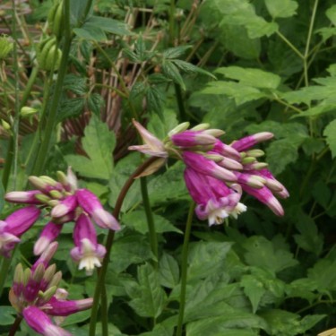 Dichelostemma 'Pink Diamond' Dichelostemma 'Pink Diamond'
