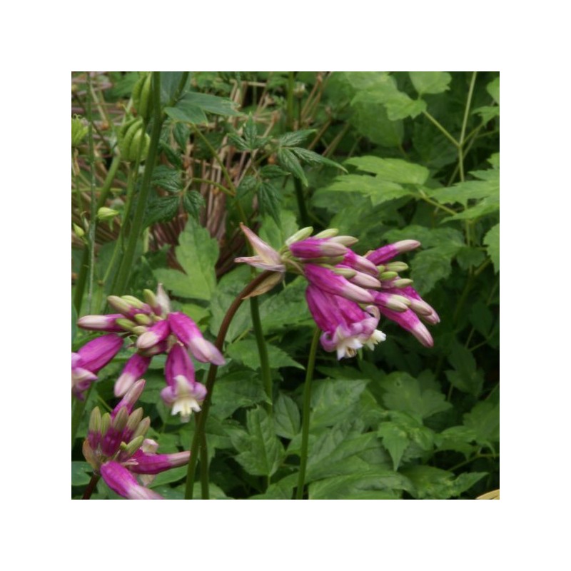 Dichelostemma 'Pink Diamond' Dichelostemma 'Pink Diamond'