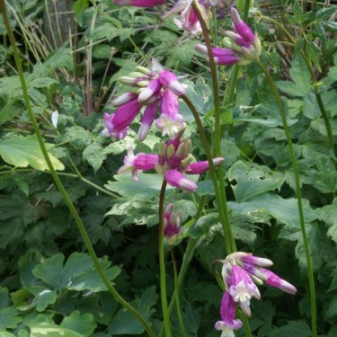 Dichelostemma 'Pink Diamond' Dichelostemma 'Pink Diamond'