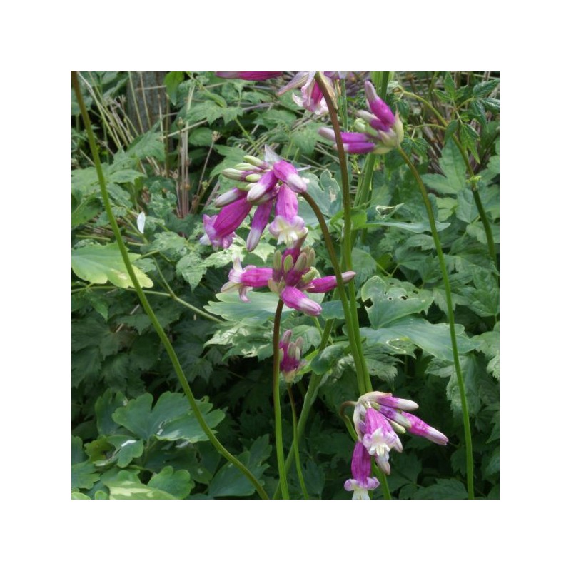 Dichelostemma 'Pink Diamond' Dichelostemma 'Pink Diamond'